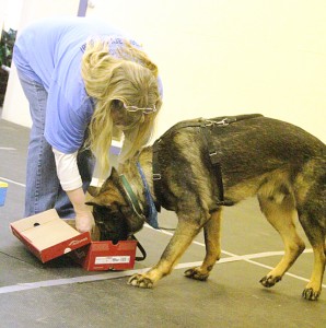 21 Scent Work ideas  nose work, dog training, dog training obedience