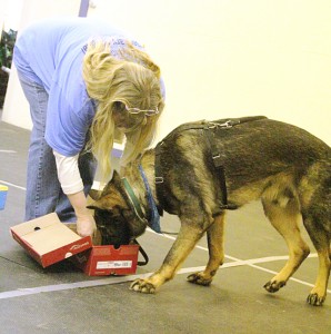 Nose Work - Ongoing - What a Great Dog! Training Center